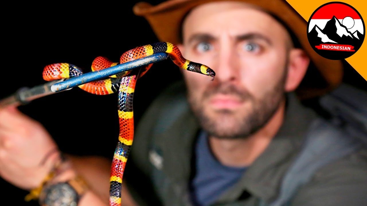 Ular mematikan di Kosta Rika! Perjalanan Malam Berbahaya Coyote Peterson | Brave Wilderness