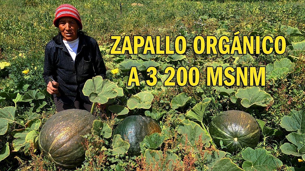 PRODUCCIÓN Y COSECHA DE ZAPALLOS 100 % ORGÁNICOS