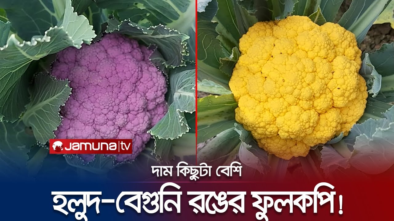 সুশেনের অবাক কাজ! হলুদ-বেগুনি-ম্যাজেন্টা রঙের ফুলকপি চাষ! | Colourful Cauliflower | Jamuna TV