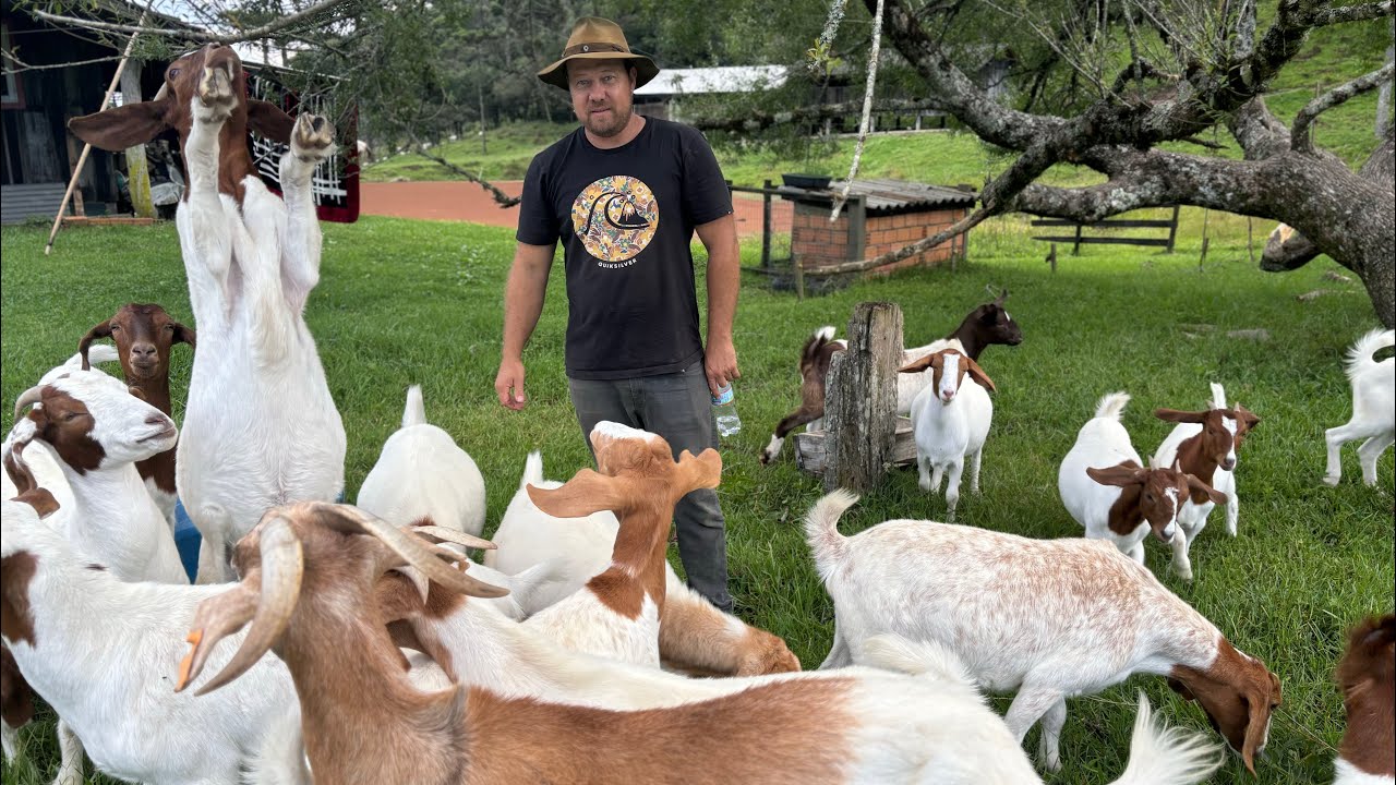 URUBICI- FAZENDA SERRA DO PANELÃO TAMBÉM CRIA CABRITO