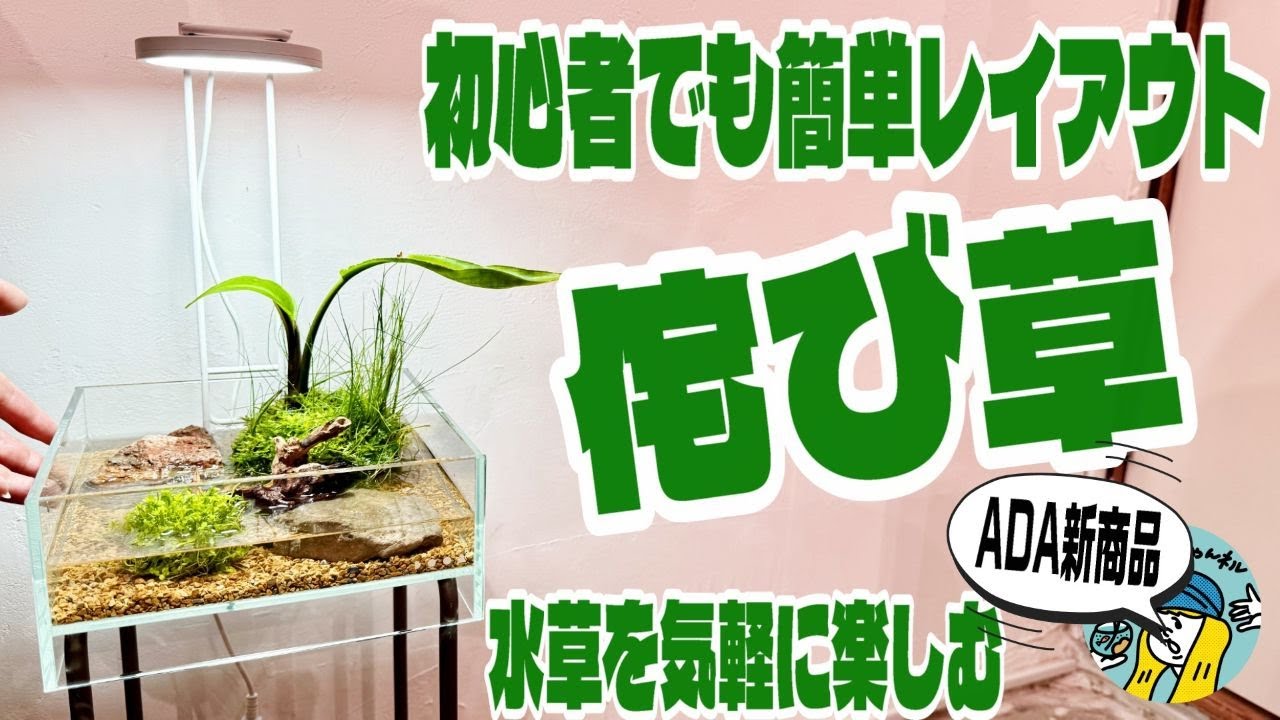 【アクアリウム】誰でも簡単に作れるレイアウトで水草を楽しむ（ADA新商品を侘び草を使ってお部屋のインテリアグリーンを楽しもう）