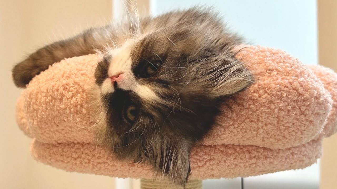 【ミヌエット】子猫をお迎えしました