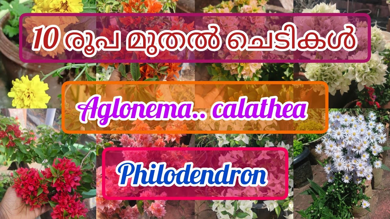 10 രൂപ മുതൽ ചെടികൾ@Plantsofparadisee 