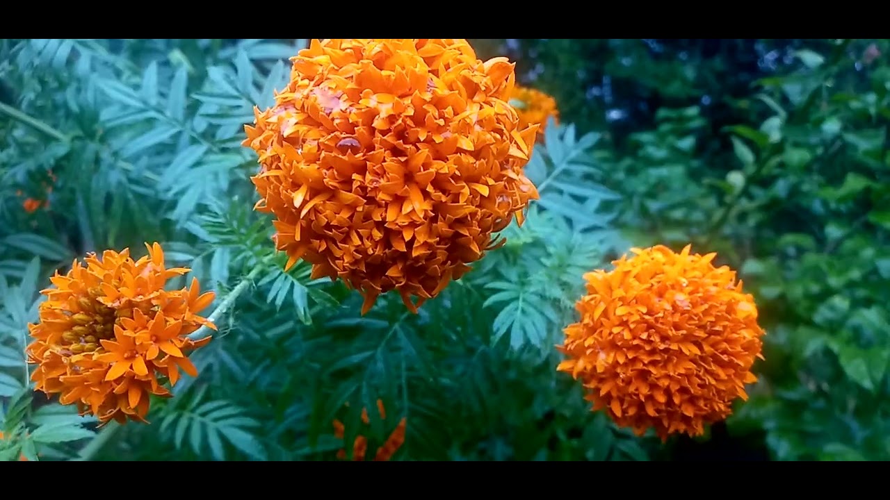මග #$හැරෙයි 😄බලන්න #🌻ගැටලු #සම්පූර්ණයෙන් ඉවරයි#මෙන්න.#අත් දුටු ප්‍රතිකාර 😄