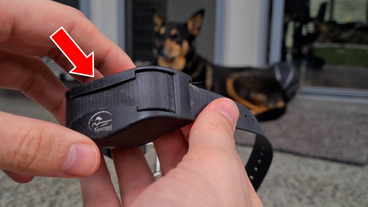 Finding Peace: The Best Bark Collar on the Market!