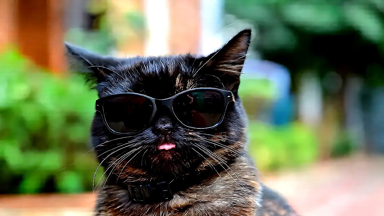 Funny Animals That Made Me Laugh p1