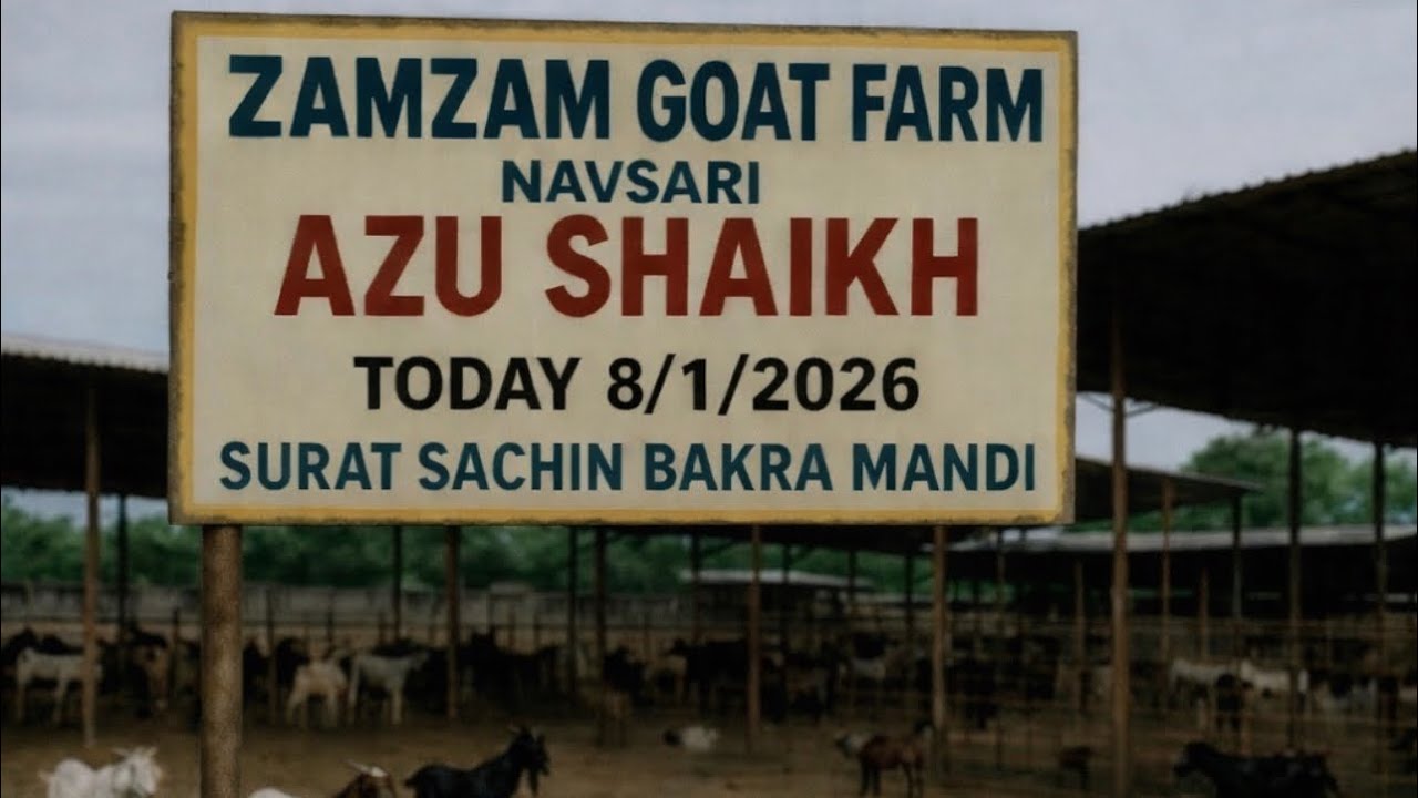 SURAT SACHIN BAKRA MANDI 8/1/2026 BY ZAMZAM GOAT FARM NAVSARI (AZU BHAI) &Iacute;I SURAT MANDI &Iacute;&Iacute;