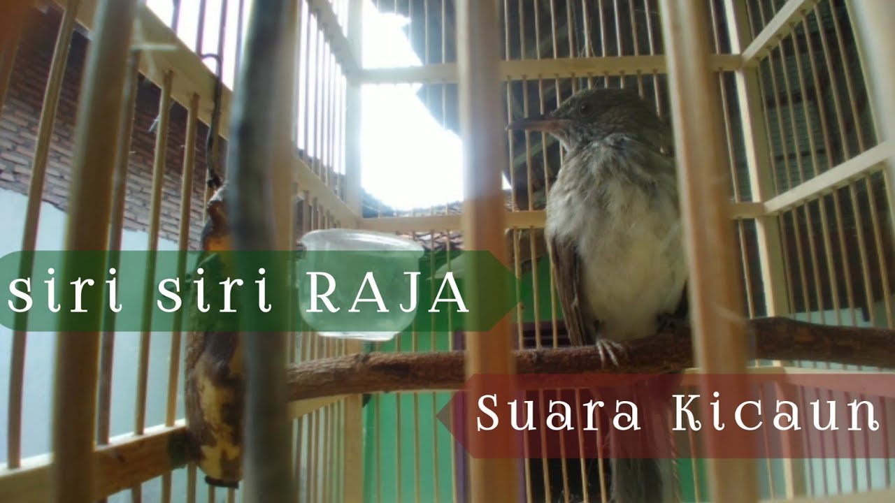 Kicaun SIRI SIRI raja... ⁉️ BERSAUTAN dengan SEPAH raja.❓