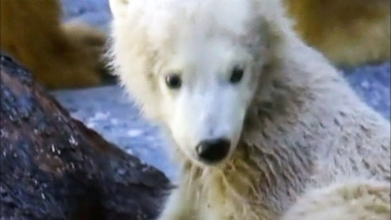 Polar bear cub makes big move to Canada from Australia
