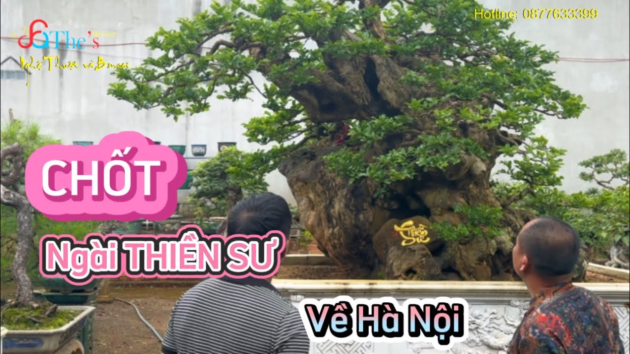 Hoàng Lịch Thiệp đi Gia Lai chốt Siêu Cây Chòi Mòi Thiền Sư cực hiếm và lên kế hoạch đưa về Hà Nội