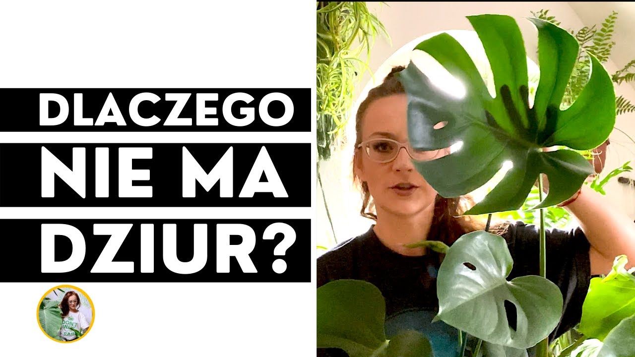 Dlaczego MONSTERA nie ma dziur w liściach? + jak dbać i pielęgnować monsterę 🌱VLOG