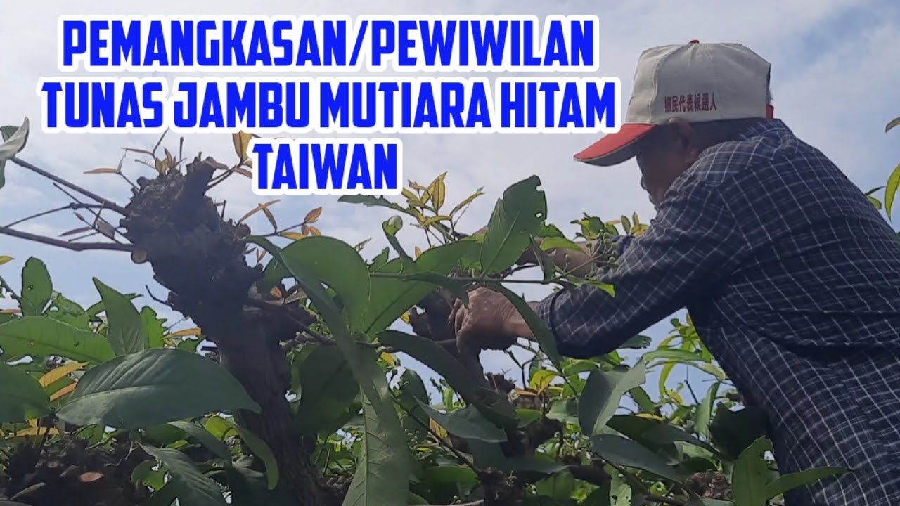 Cara Pemangkasan/Pewiwilan Tunas-tunas Jambu Mutiara Hitam Ketika Keluar Bunga di Taiwan