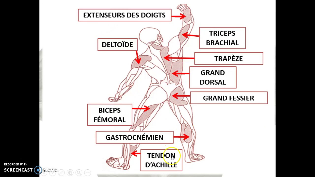 Cours 37(a) - Le système musculaire (1ère partie)