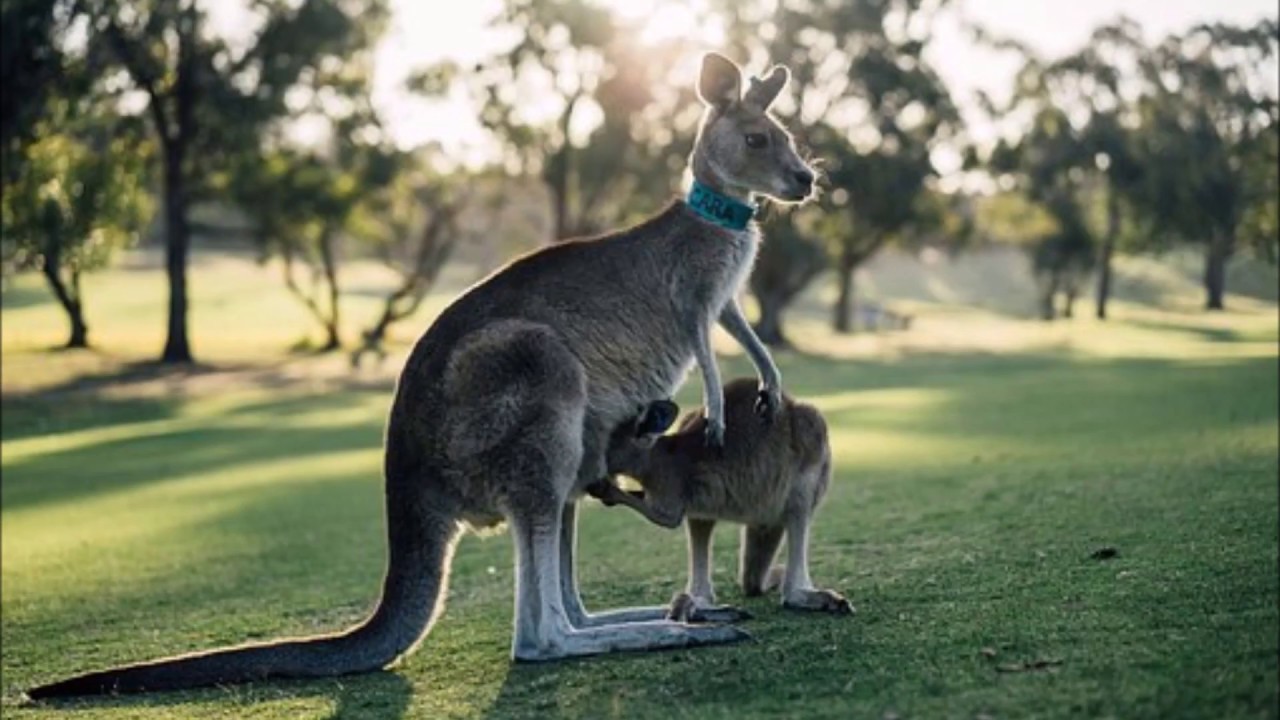 A (new) AUSTRALIAN BUSH BALLAD  ~