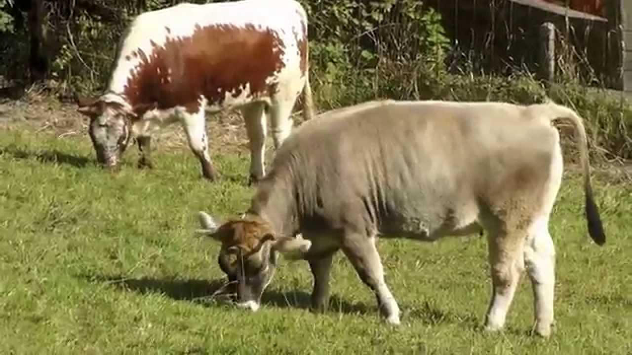 HD Alte Nutztierrassen die neue Serie über Pferd, Ziege, Rind, Schaf, Huhn Ente &Co