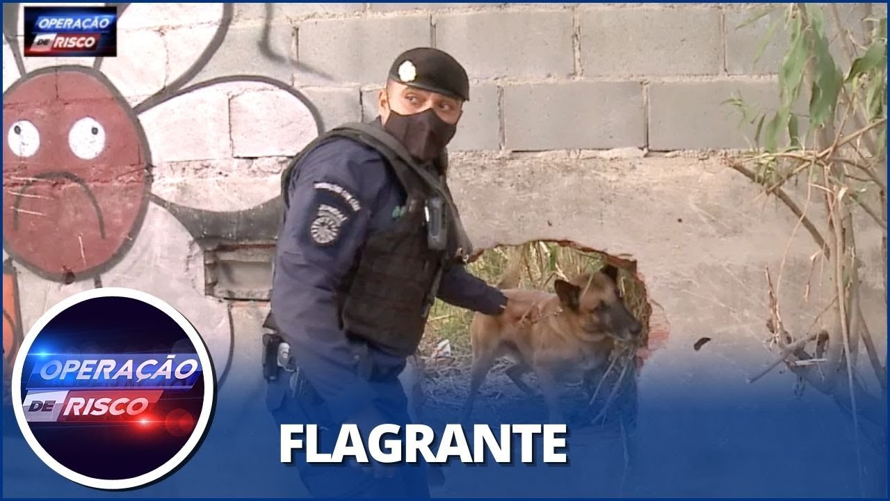 Cão farejador encontra drogas escondidas e dupla é detida pela polícia