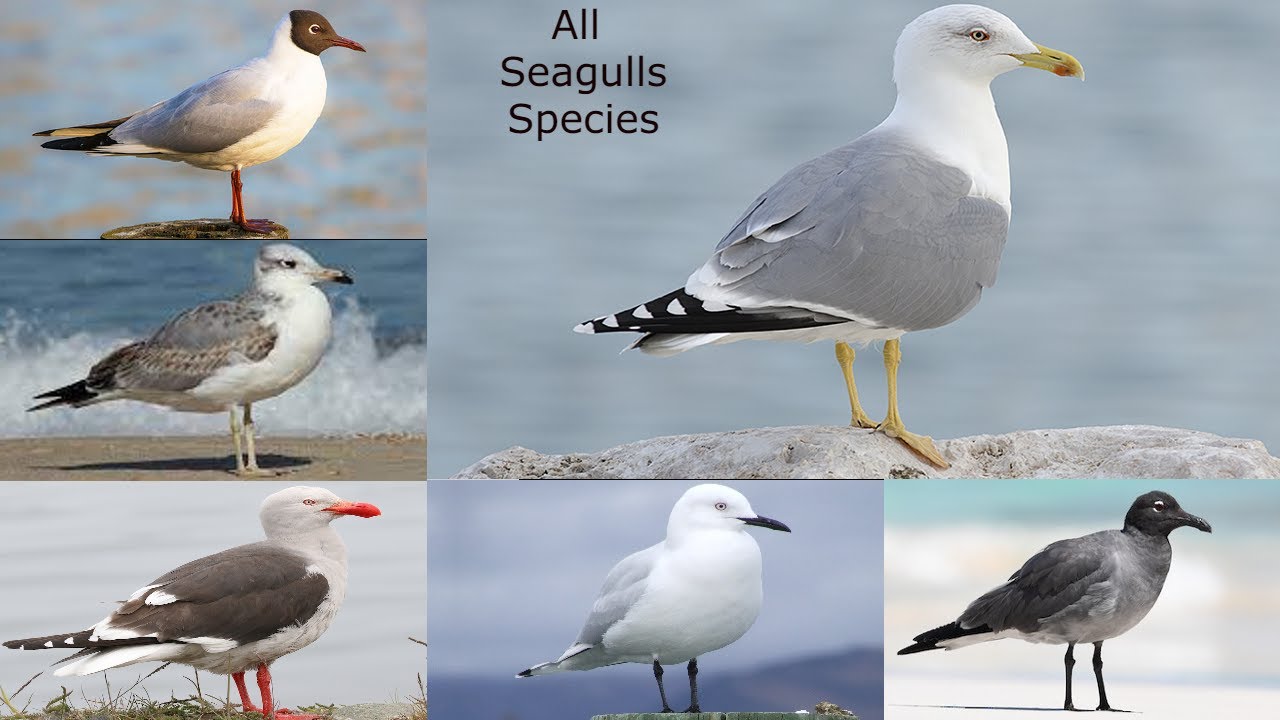 All Seagulls Species / gulls types