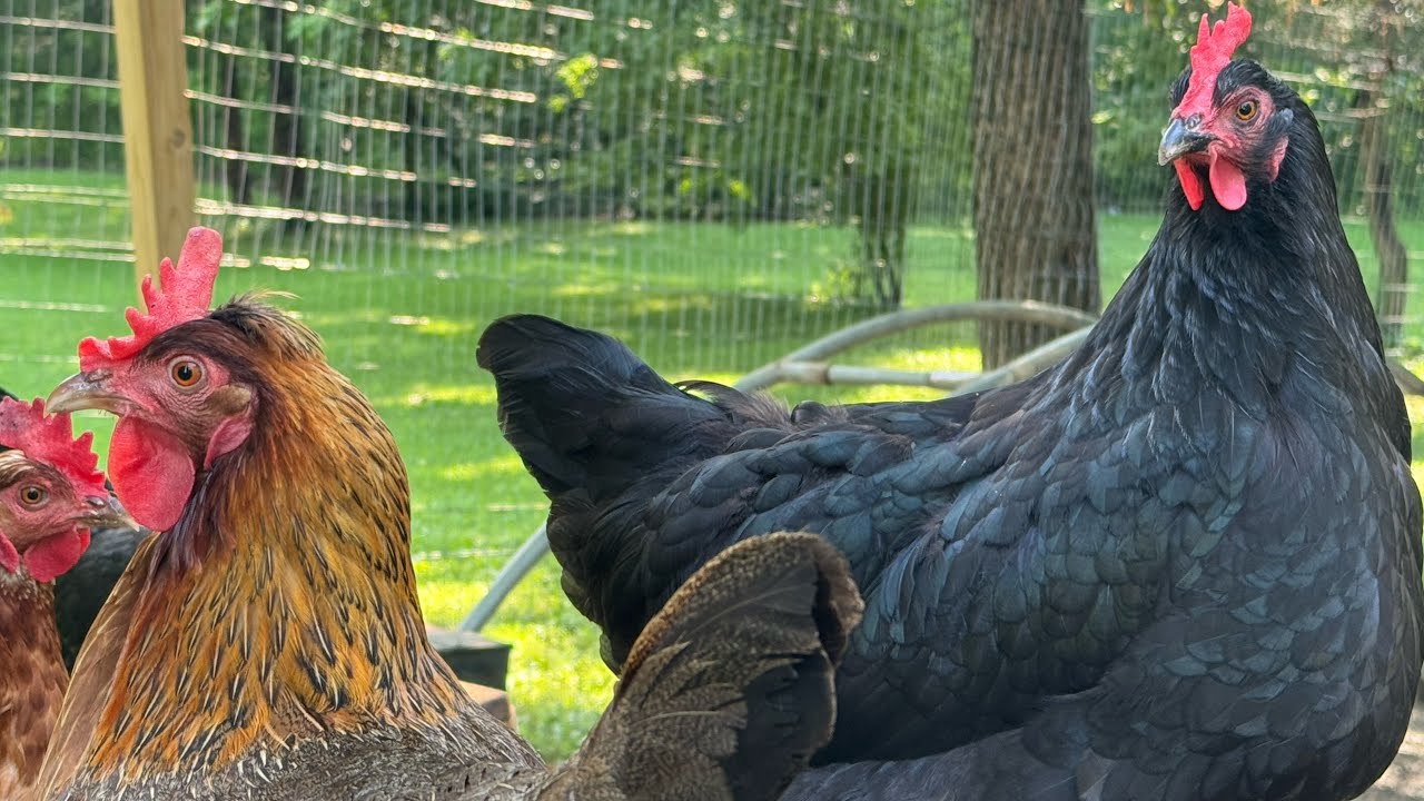 How To Vacation When You Have Chickens!