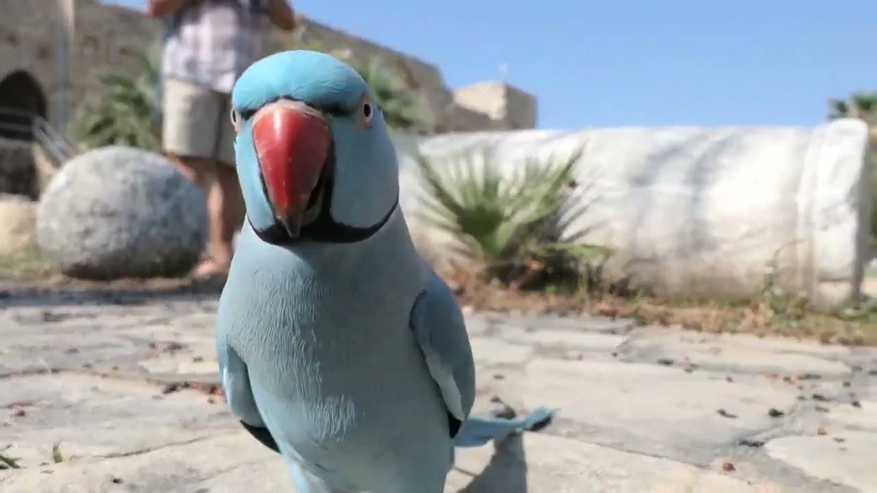 ÖLEN PAPAĞANIM COCO - BÖLÜM - 2