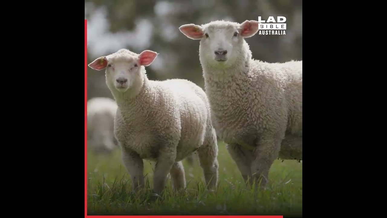 The red meat industry aims to be carbon neutral by 2030.
