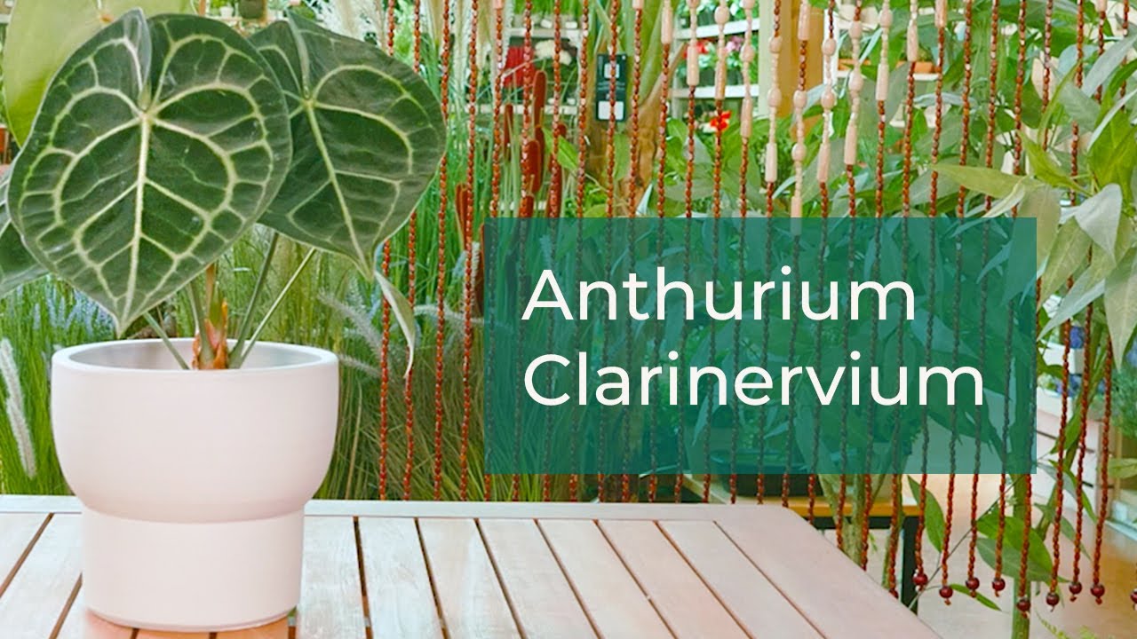 Anthurium Clarinervium: cómo cuidar del anturio | Plantas en Verdecora