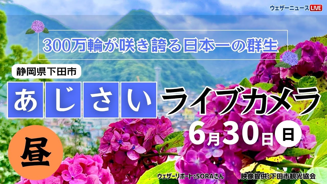 【LIVE】あじさいライブカメラ＠下田公園 昼　〜第53回伊豆下田温泉あじさい祭開催中〜 2024年6月30日(日) #あじさい #紫陽花