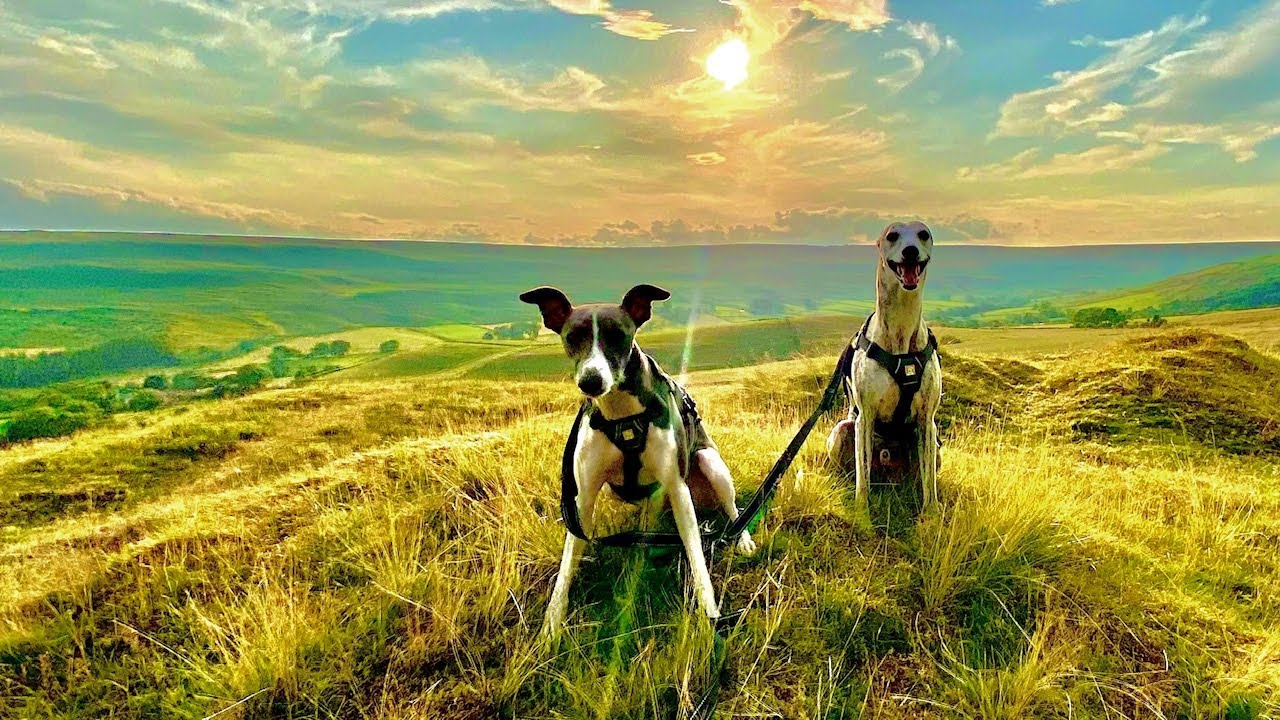 Whippet Puppy Rosie's First Year