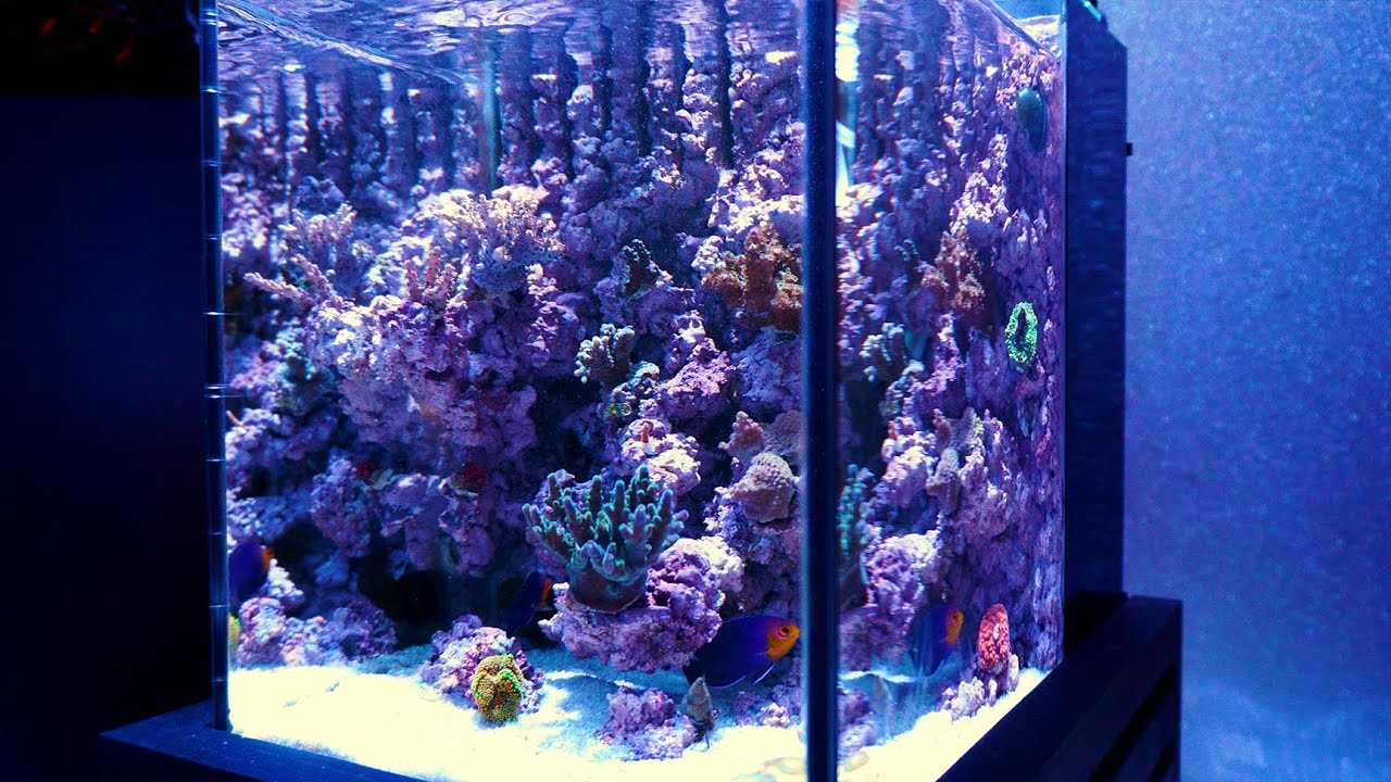 【海水魚】ガラス水槽・水槽台・ライブロック すべて自作の小型サンゴ水槽 【2ヶ月経過】