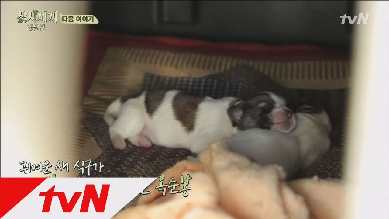 [삼시세끼 10회 예고] 엄마가 된 밍키와 정선을 다시 찾은 최지우! 삼시세끼 정선편 9화
