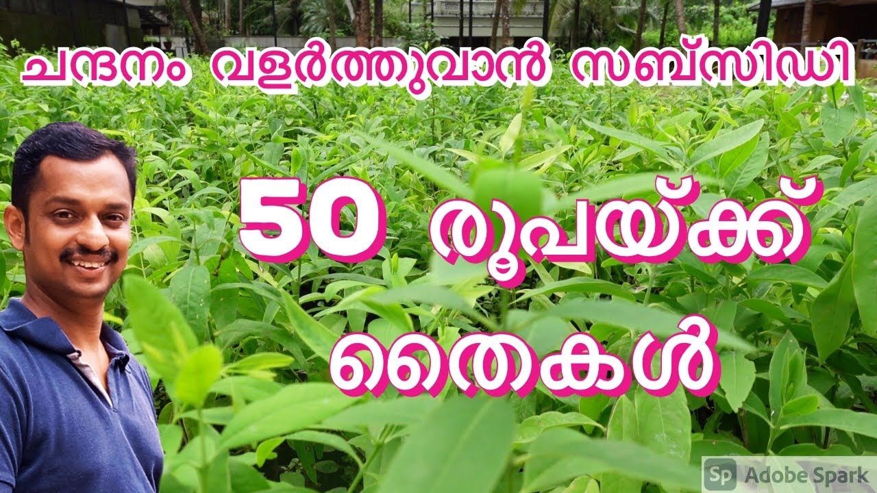 sandalwood tree farming #sandalwood farm #chandana maram krishi #Sandalwood tree cultivation #sandal