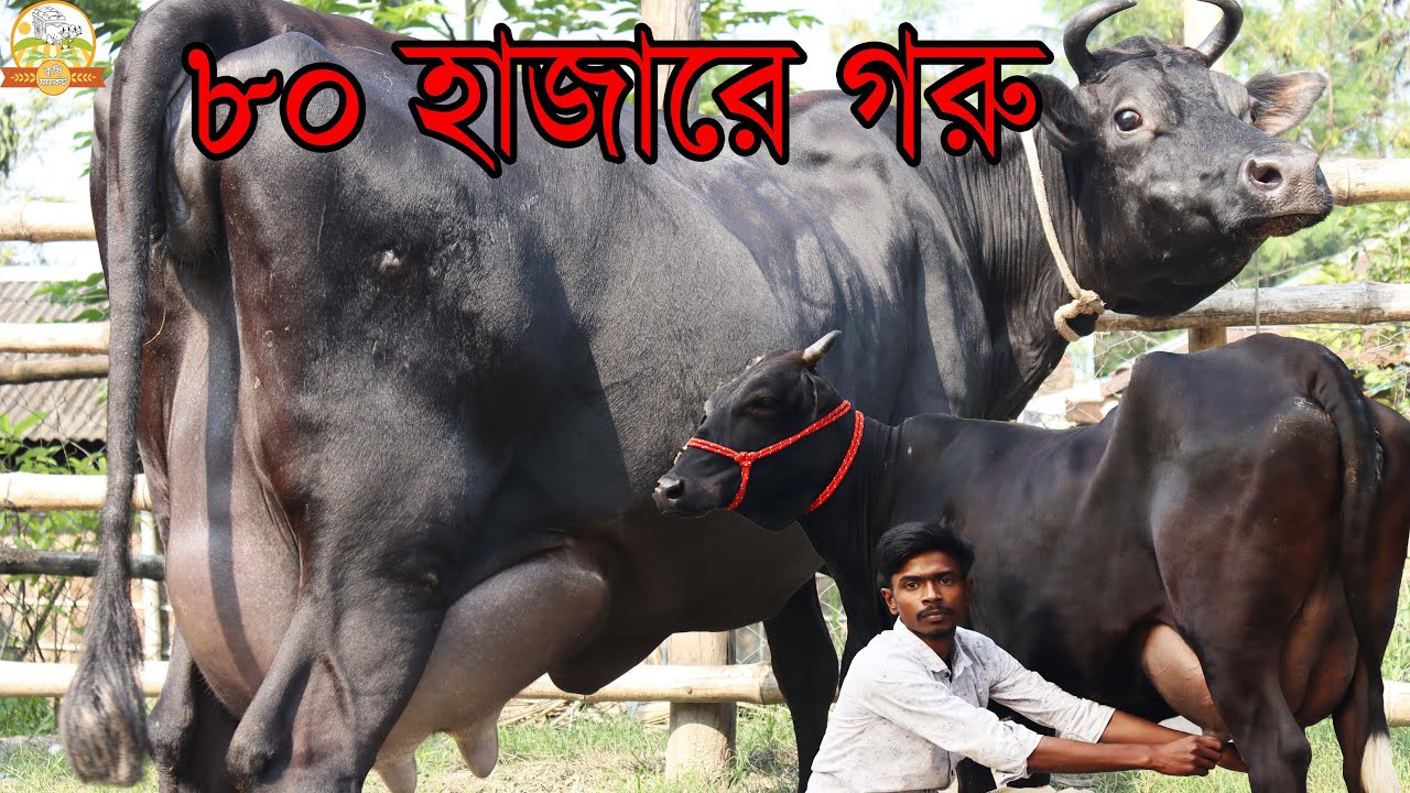 শুধু ৮০ হাজারে গরু ! মাংসের দামে ব্রাহামা সুমন ভাইয়ের জীবনের সবচেয়ে কম দামে ব্ল্যাক ডায়মন্ড গাভী