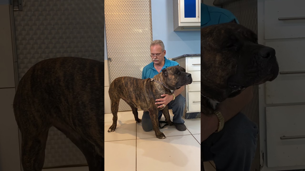 BRAVO KENNEL Presents: Getting To Know The BRAVO KENNEL Dogs.