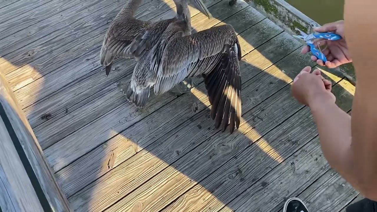 Injured pelican 