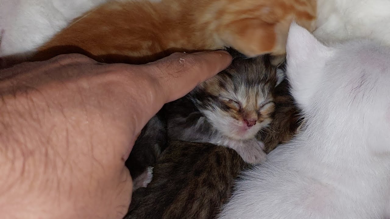 Big Kittens Pushing Tiny Kitten Away