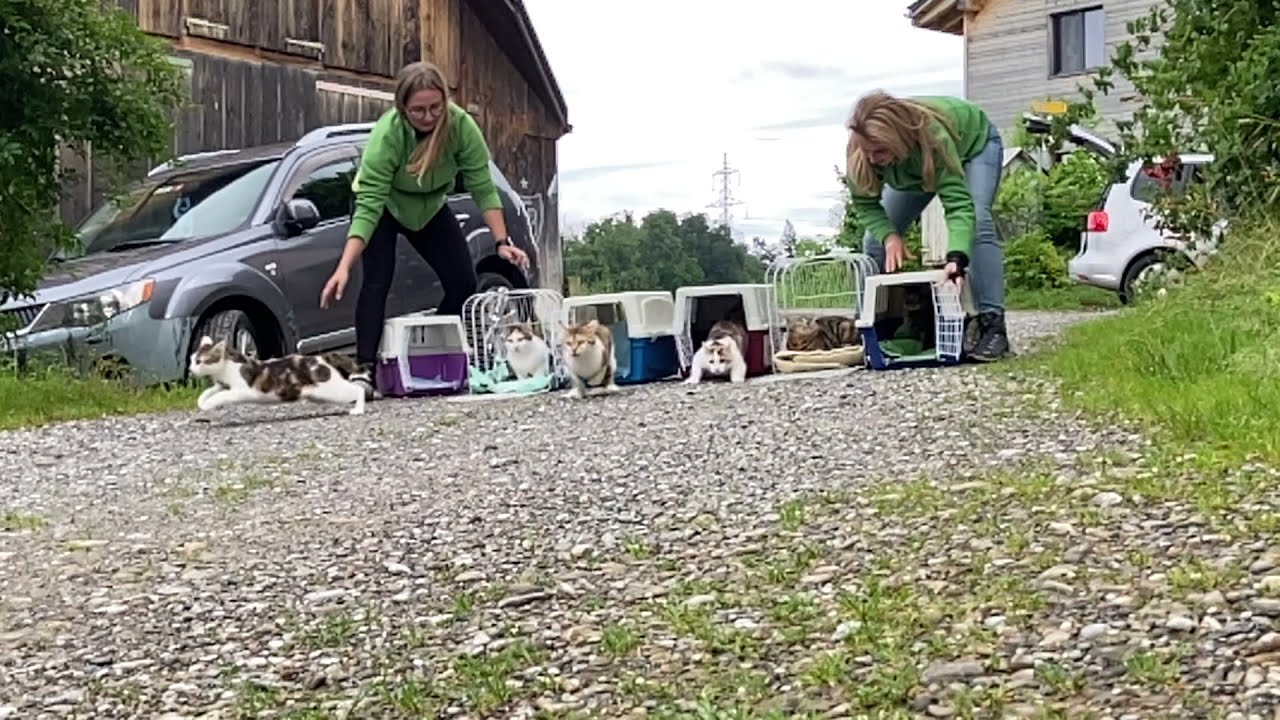 Estelle - Ein Schweizer Katzenschicksal