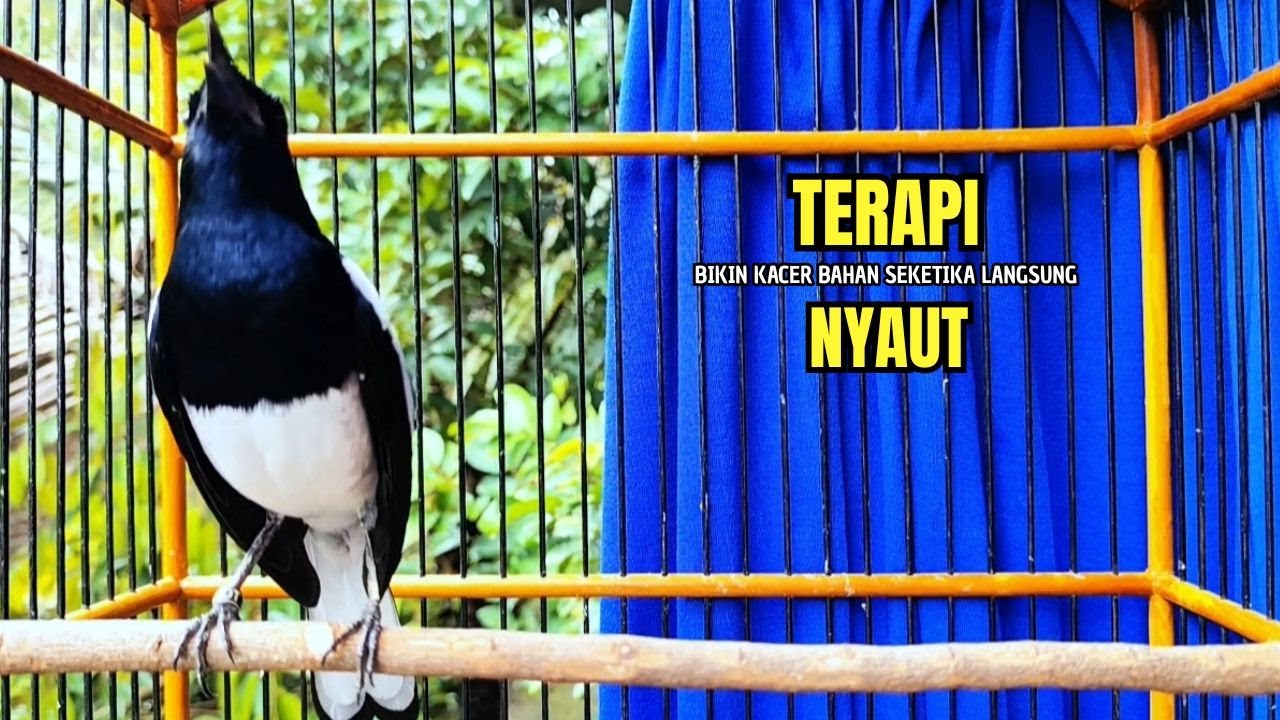 PANCINGAN KACER bahan SUSAH bunyi, KACER GACOR NGEPLONG bikin KACER MANAPUN ikut GACOR