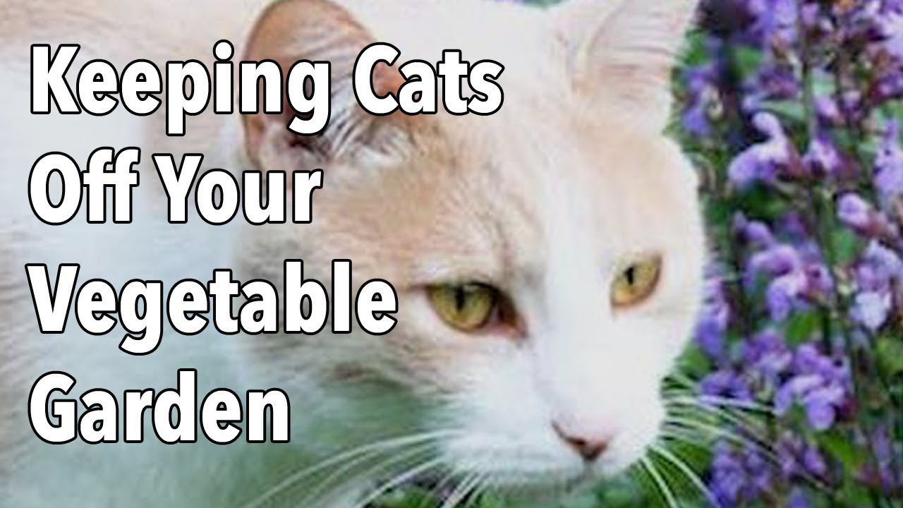 Keeping Cats Off Your Vegetable Garden