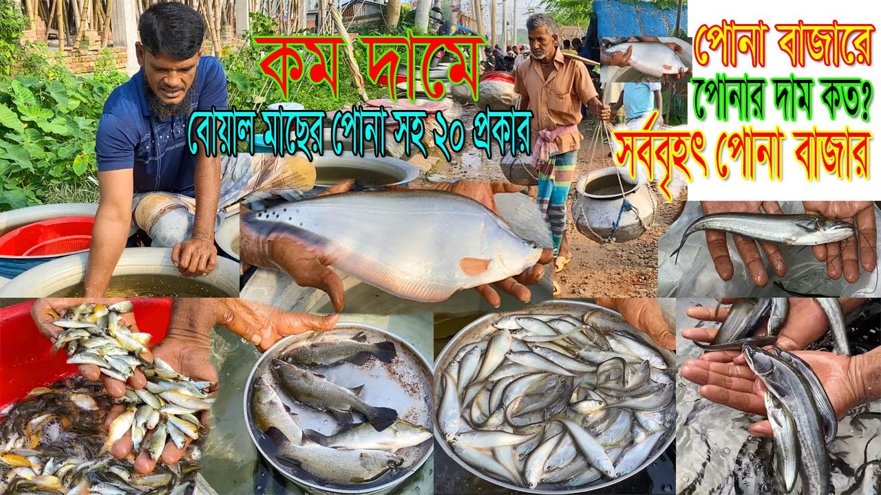 কম দামে বোয়াল সহ বাজারের ২০ প্রকারের মাছের পোনার দাম যেনে নিন।দেশের সর্ববৃহৎ পোনা মাছের বাজার। Fish