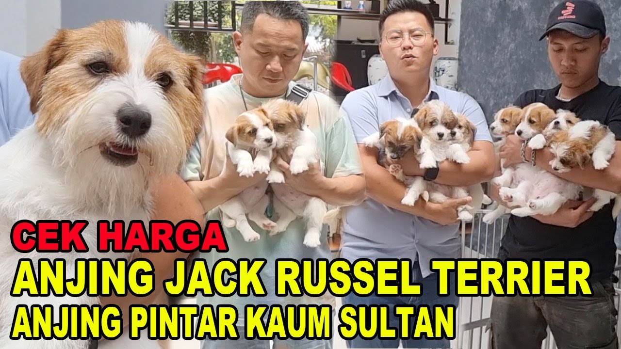 CEK HARGA ANJING JACK RUSSEL KOLEKSI KAUM SULTAN