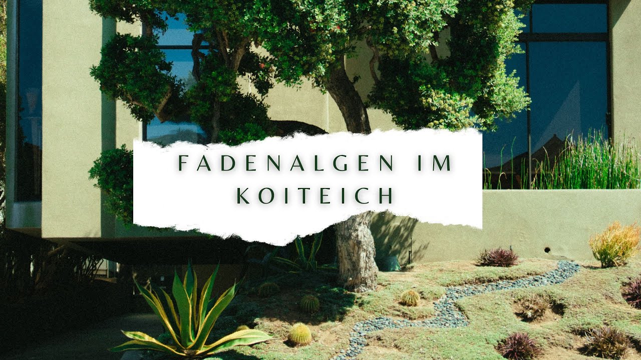 Salz gegen Fadenalgen ? Wir salzen auf !