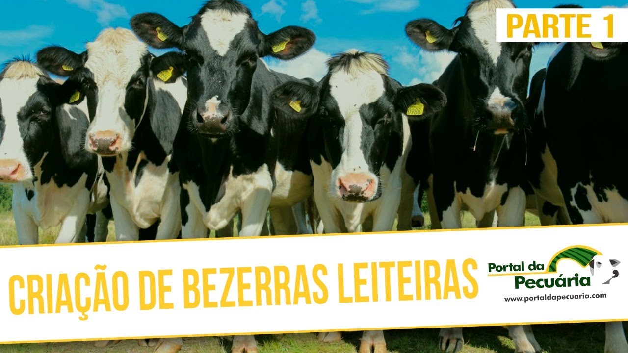 Criação de bezerras leiteiras.- Parte 1