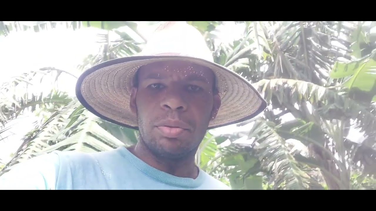 Como plantar muda de banana maçã #plantas #frutas 
