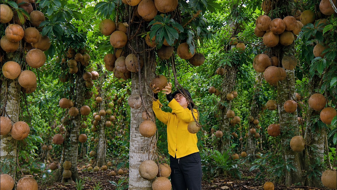 Harvesting Massive Amount Of Salak Fruits 🧺 Selling & Cooking Organic Food | Emma Dailylife