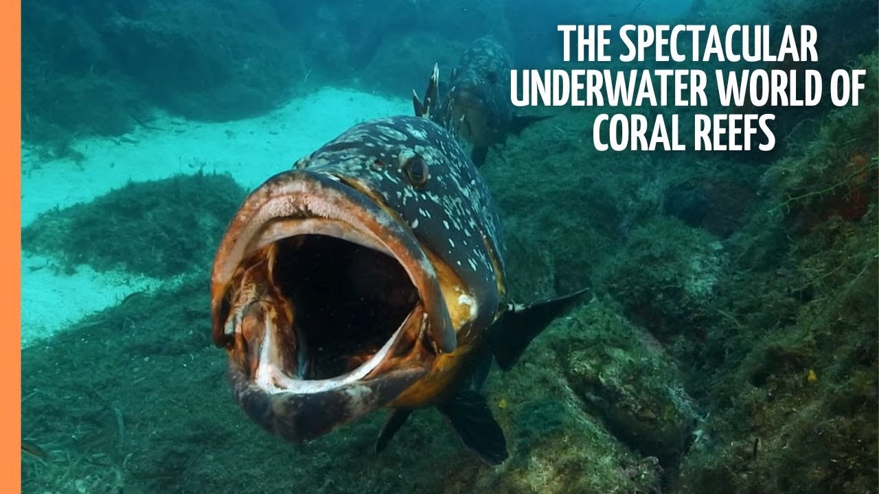 The Spectacular Underwater World of Coral Reefs | Full Documentary