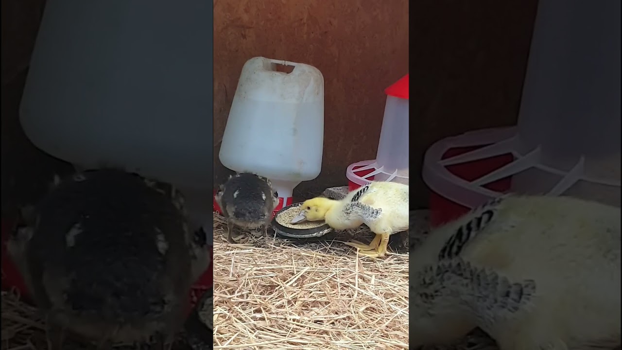 The #ducklings spent their first night outside last night & the 3 remaining #chicks are doing well👌