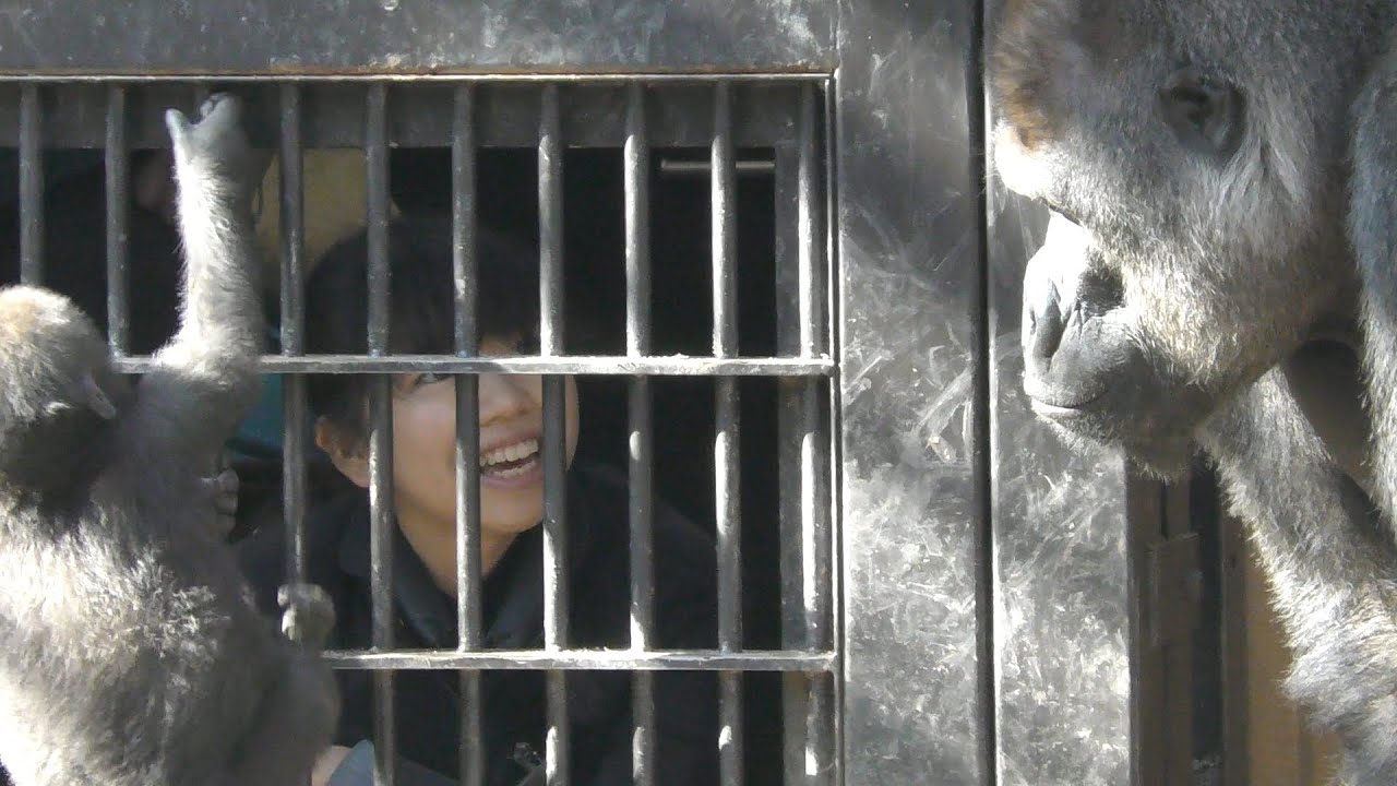 飼育員さんとキンタロウを監視するモモタロウパパ💗【京都市動物園】