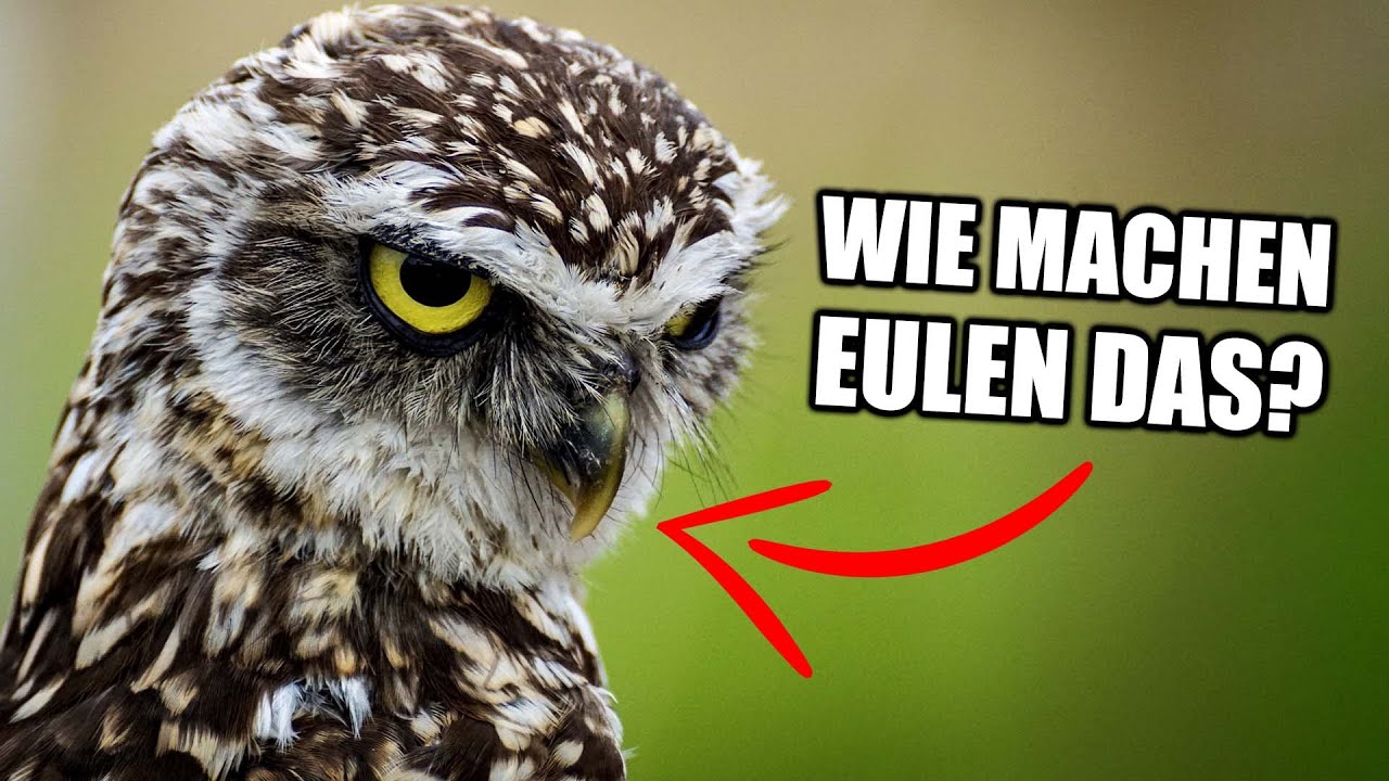 Wie und Warum drehen Eulen ihren Kopf?