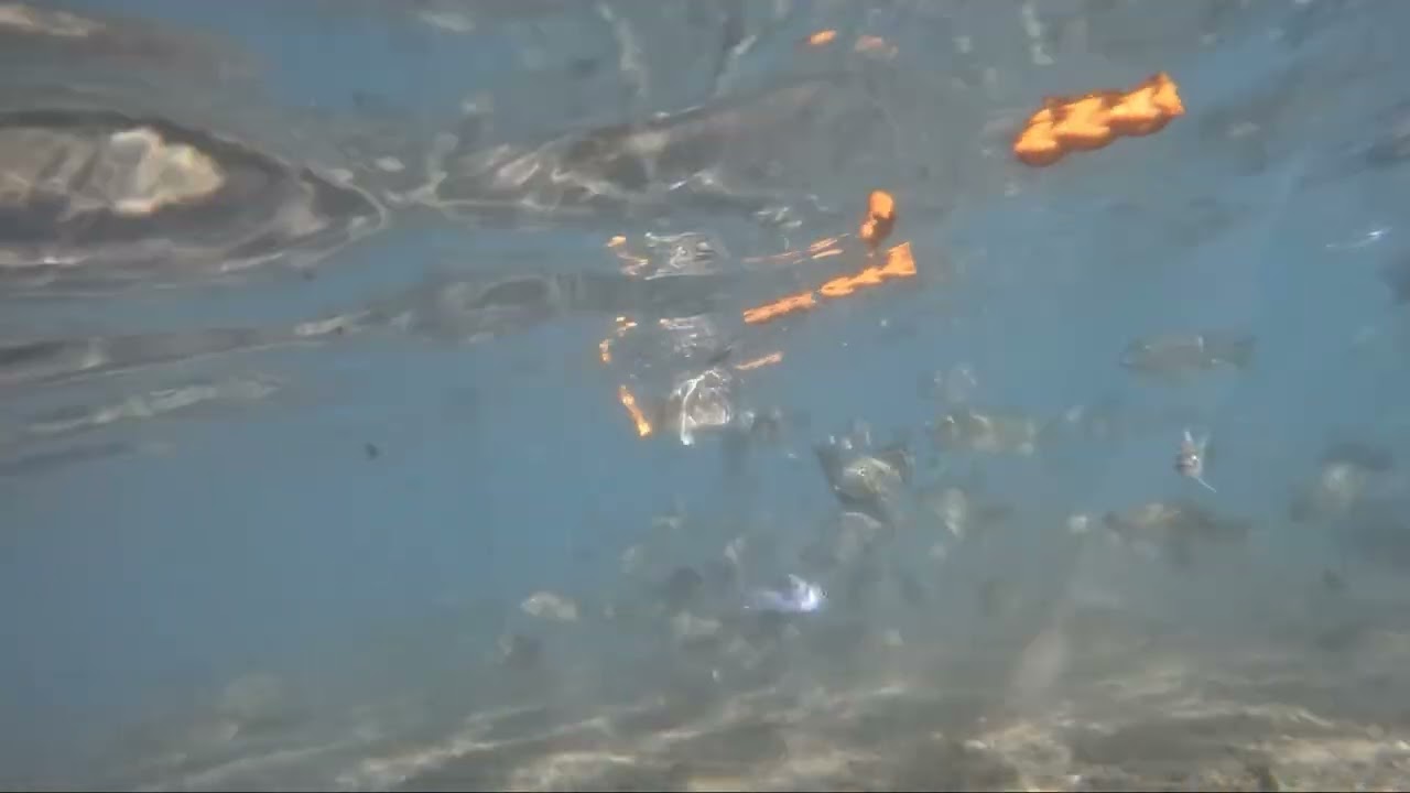 Here Fishy Fishy Fishy