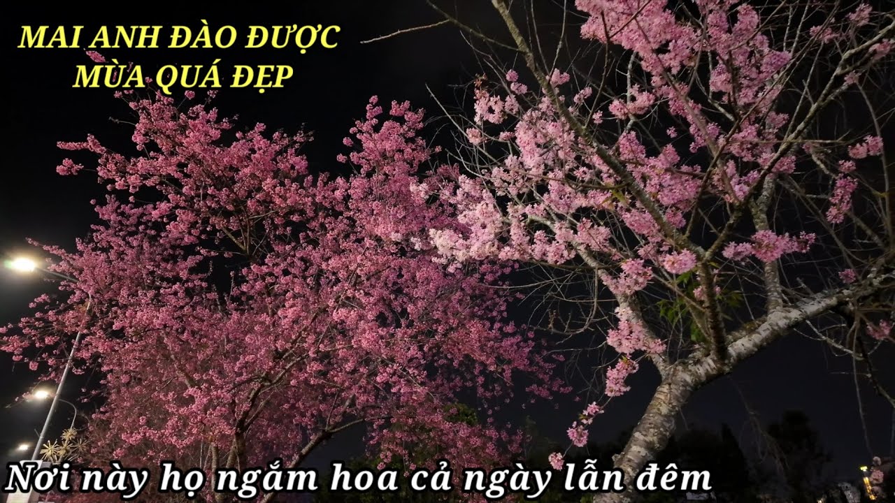 Mai Anh Đào Đà Lạt năm nay được mùa quá đẹp, hoa nở có chờ người.