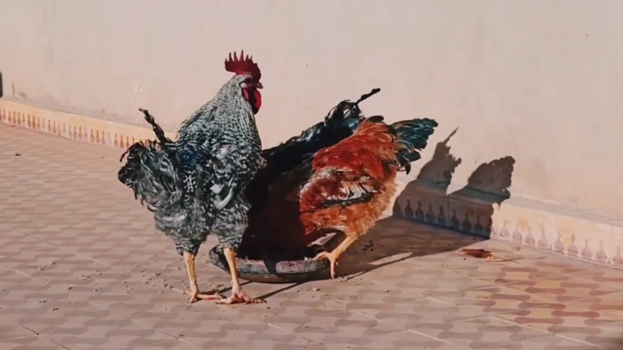 أحسن نضام غدائي صحي للدجاج و الكتاكيت